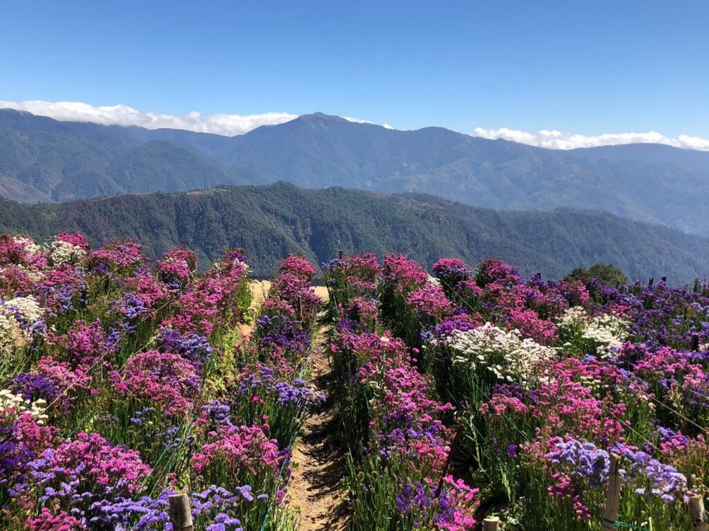 Baguio + Northern Blossom (Atok)